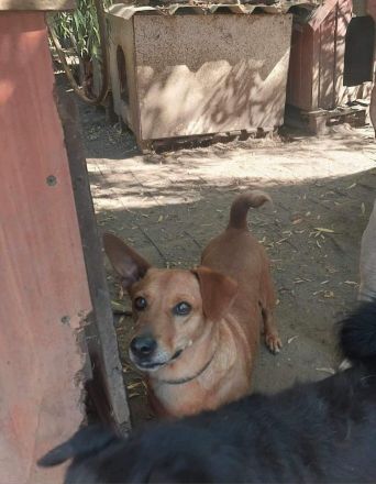 MORZSA, kleiner Pimpf, großer Charakter