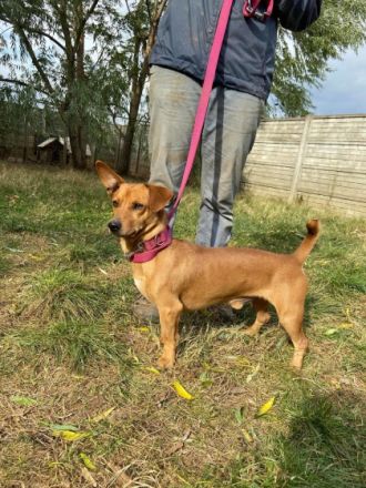 MORZSA, kleiner Pimpf, großer Charakter