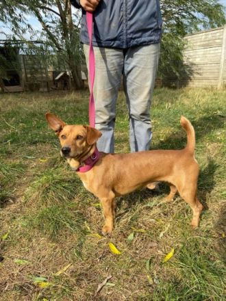 MORZSA, kleiner Pimpf, großer Charakter