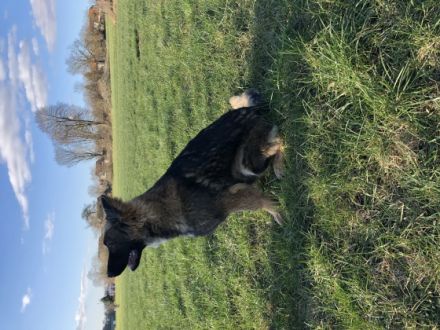 Finn hat auch noch einen Bruder Ferry und eine