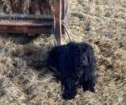 Mohr sucht ein neues Zuhause. Der Rüde ist ein etwas zu