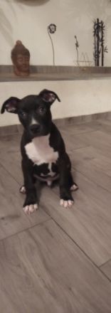 Pablo sucht ein Liebevolles zu Hause … er ist entwurmt,