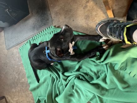 Pablo sucht ein Liebevolles zu Hause … er ist entwurmt,