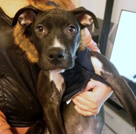 Pablo sucht ein Liebevolles zu Hause … er ist entwurmt,