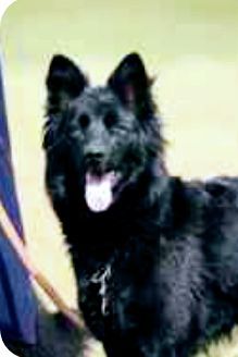 Tina ist ein altdeutscher Hütehund mit dem Farbschlag