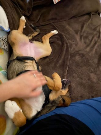 ❤️Ich bin die Emma (geboren ca.10/2021) und suche ein