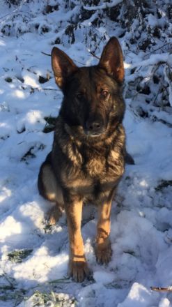 Inka vom Haus Dietoga, Wir suchen für Inka nette