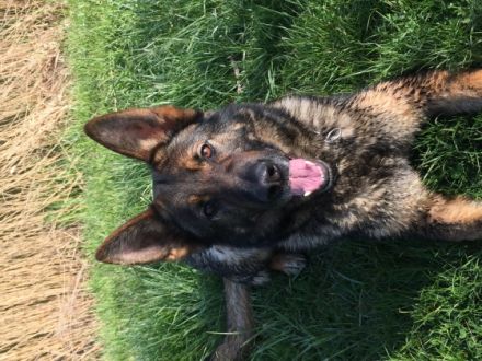 Inka vom Haus Dietoga, Wir suchen für Inka nette