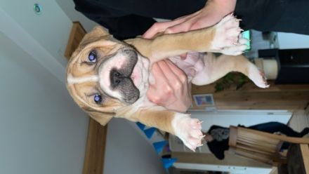 Unsere acht Welpen sind in der Nacht vom 05.01. zum 06