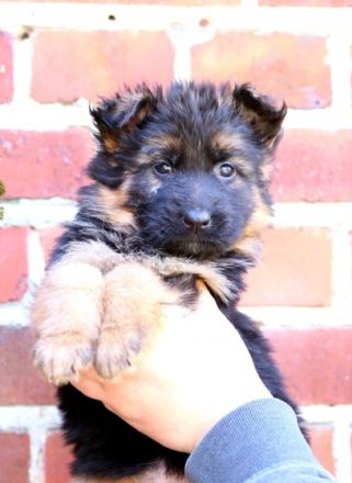 Deutsche Schäferhundwelpen aus Kör- und Leistungszucht.