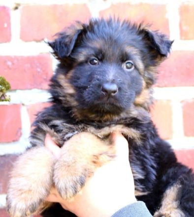 Deutsche Schäferhundwelpen aus Kör- und Leistungszucht.