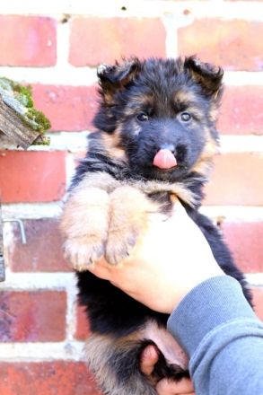 Deutsche Schäferhundwelpen aus Kör- und Leistungszucht.