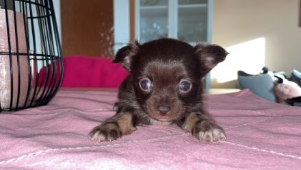 Ich möchte auf diesem Wege noch gerne ein Zuhause für