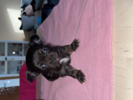 Ich möchte auf diesem Wege noch gerne ein Zuhause für