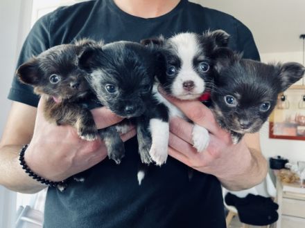 Ich möchte auf diesem Wege noch gerne ein Zuhause für