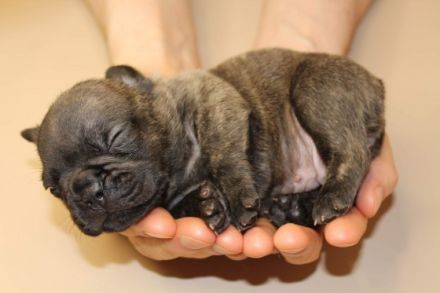 Unser kleine Bully Rüden suchen ein neues Zuhause. Sie