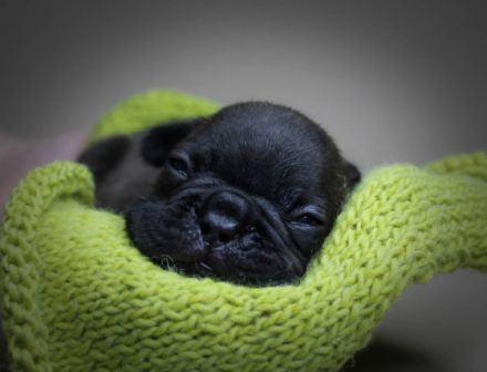 Unser kleine Bully Rüden suchen ein neues Zuhause. Sie