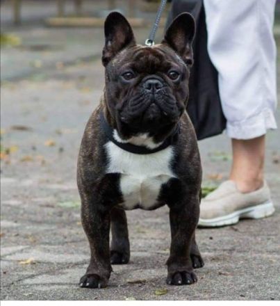 Unser kleine Bully Rüden suchen ein neues Zuhause. Sie