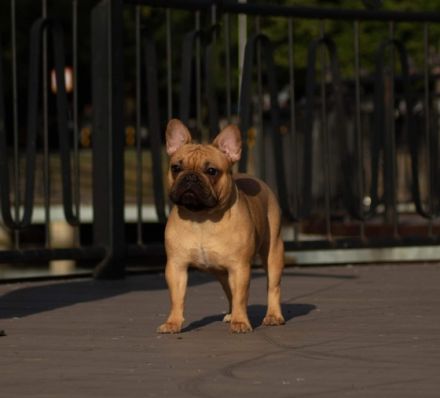 Unser kleine Bully Rüden suchen ein neues Zuhause. Sie