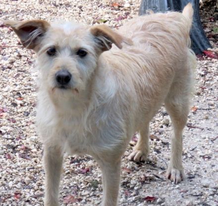 Tramp 3, (Schulterhöhe ca. 50 cm/Terrier-Mix)