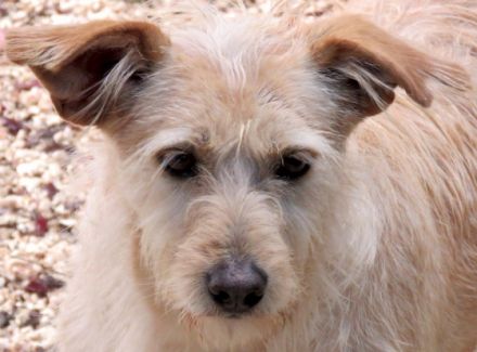 Tramp 3, (Schulterhöhe ca. 50 cm/Terrier-Mix)