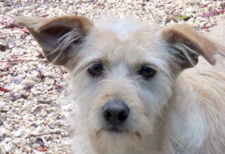 Tramp 3, (Schulterhöhe ca. 50 cm/Terrier-Mix)