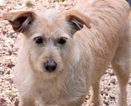 Tramp 3, (Schulterhöhe ca. 50 cm/Terrier-Mix)