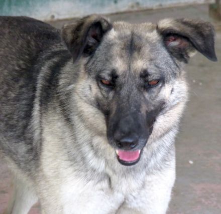 Bruna 2, weiblicher Schäferhund (Angsthund)