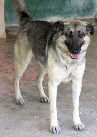 Bruna 2, weiblicher Schäferhund (Angsthund)