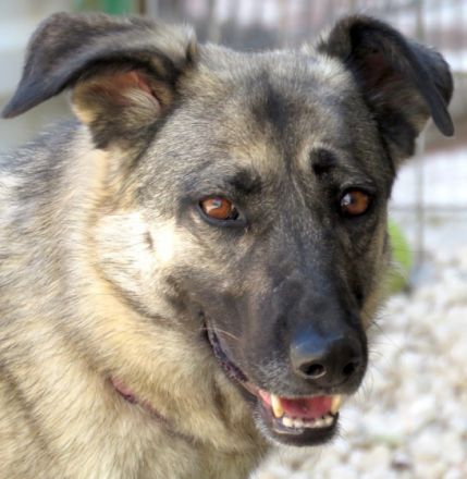 Bruna 2, weiblicher Schäferhund (Angsthund)