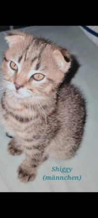 Unsere liebe Katzenmama Tiffany hat Ende Dezember drei