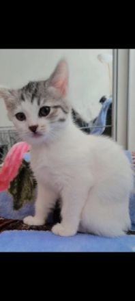 Unsere liebe Katzenmama Tiffany hat Ende Dezember drei