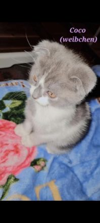 Unsere liebe Katzenmama Tiffany hat Ende Dezember drei