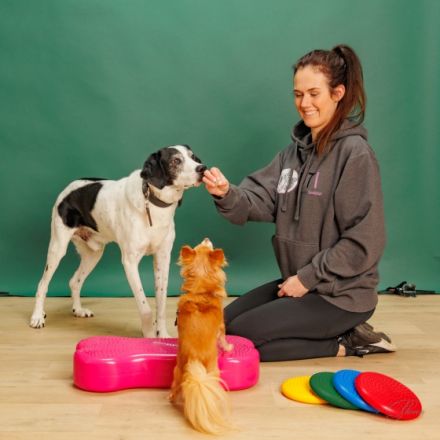 Das tierische Institut