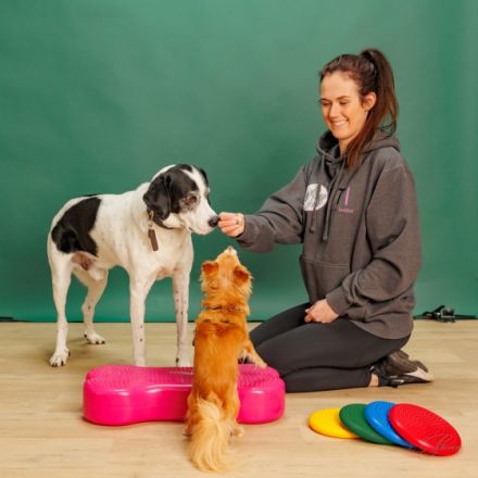 Das tierische Institut