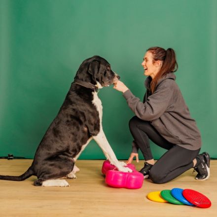 Das tierische Institut