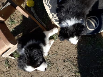 1 b-w Hündin 2 b-w Rüden und ein trico Rüde suchen ein