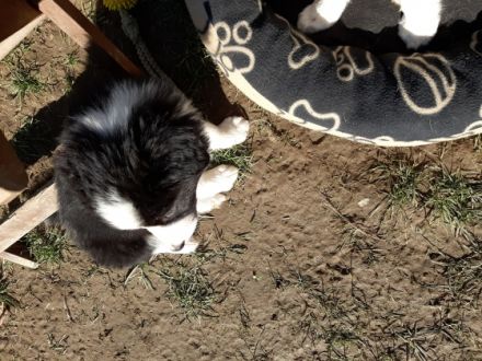 1 b-w Hündin 2 b-w Rüden und ein trico Rüde suchen ein