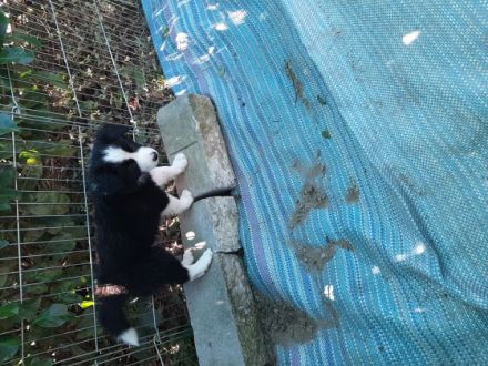 1 b-w Hündin 2 b-w Rüden und ein trico Rüde suchen ein