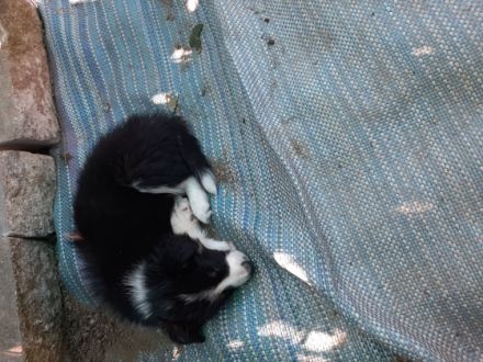 1 b-w Hündin 2 b-w Rüden und ein trico Rüde suchen ein