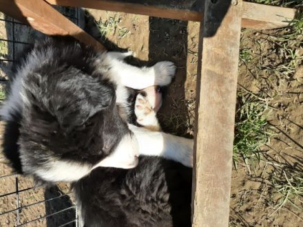 1 b-w Hündin 2 b-w Rüden und ein trico Rüde suchen ein