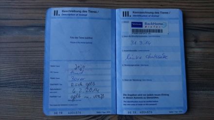 Hallo wir sind Pebbles (2) Boxer-Rottweiler mix dame