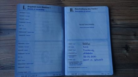 Hallo wir sind Pebbles (2) Boxer-Rottweiler mix dame