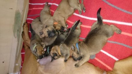 Hallo wir sind Pebbles (2) Boxer-Rottweiler mix dame