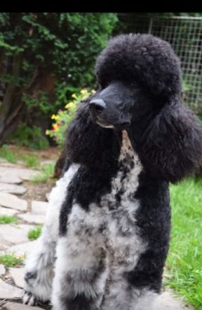 Ich verkaufe konigspudel wunderschöne Harlekin-Hunde