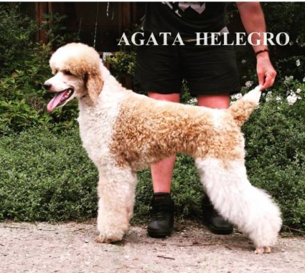 Ich verkaufe konigspudel wunderschöne Harlekin-Hunde