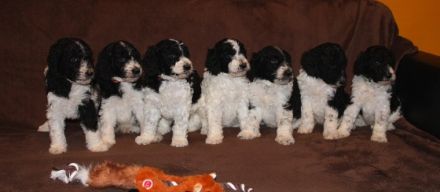 Ich verkaufe konigspudel wunderschöne Harlekin-Hunde