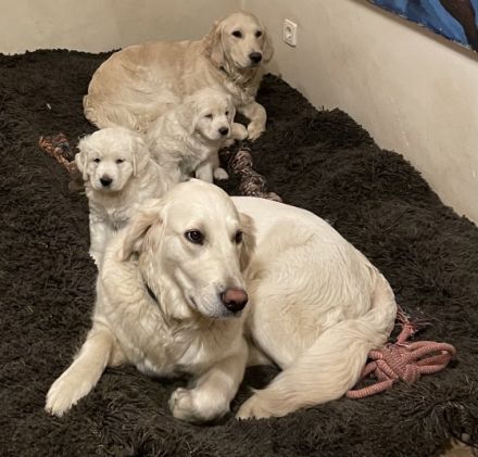 Unsere reinrassige Golden Retriever Hündin Carlotta hat