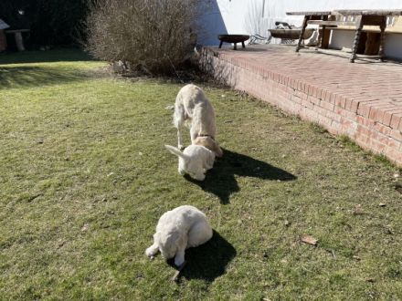 Unsere reinrassige Golden Retriever Hündin Carlotta hat