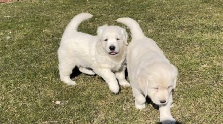 Unsere reinrassige Golden Retriever Hündin Carlotta hat
